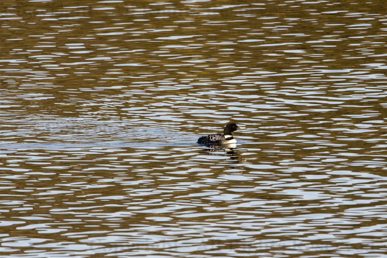 Great Northern Diver, West Loch Tarbert
