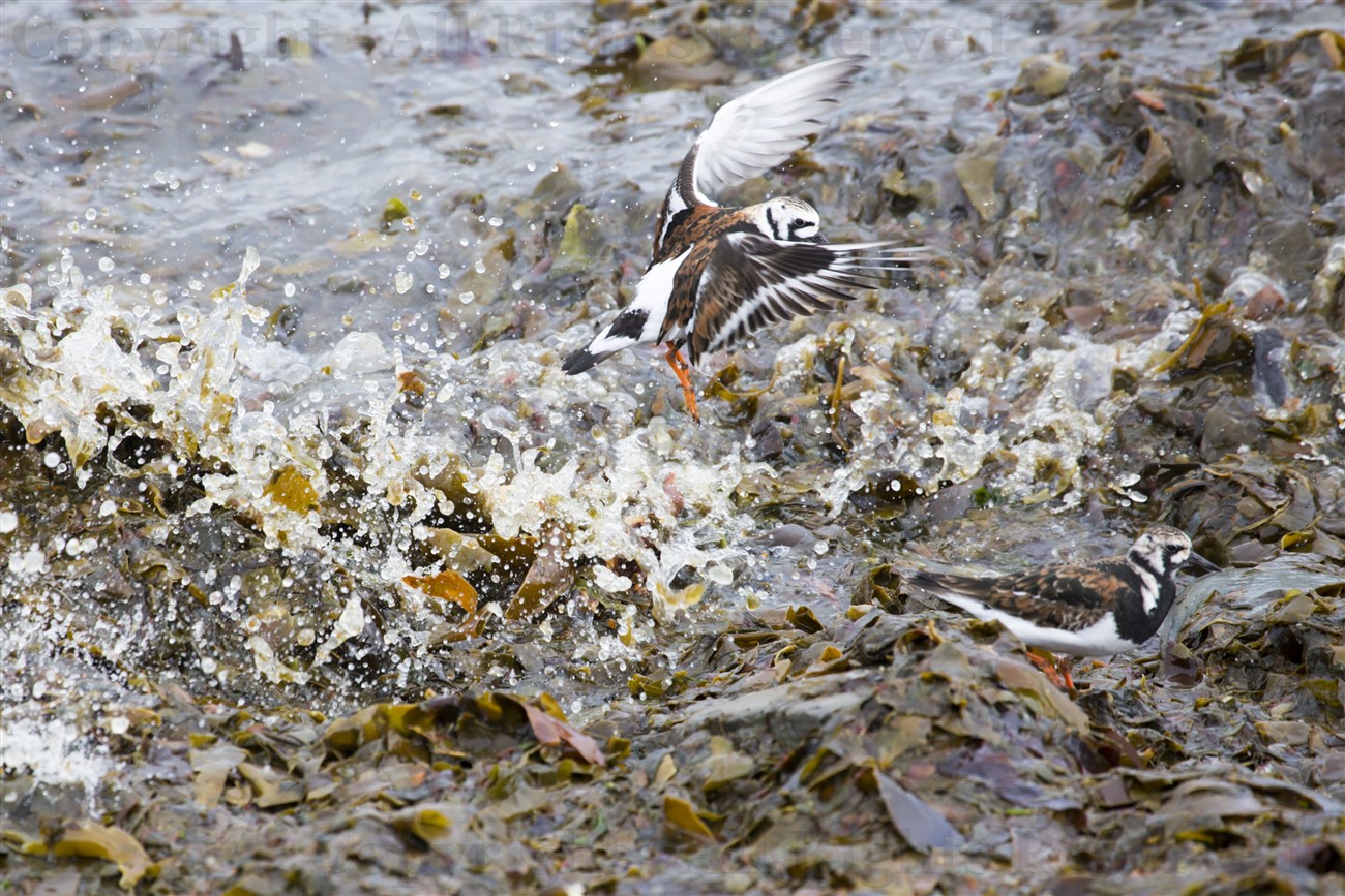 Turnstone