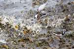 Turnstone
