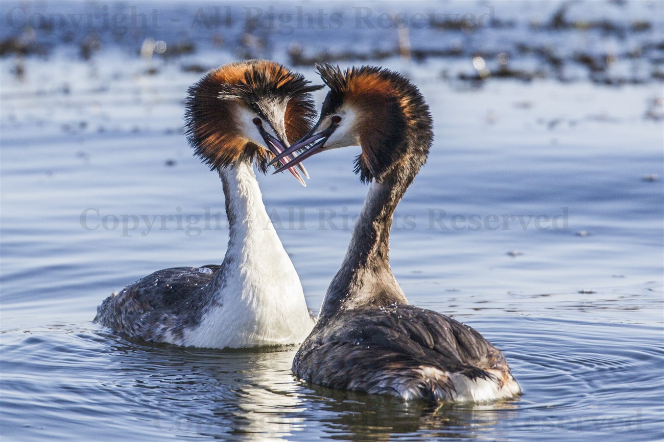 Great crested grebe pair head shaking