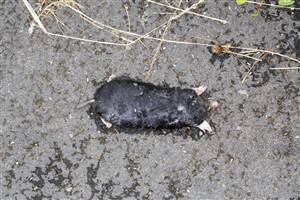 Dead mole at RSPB Loch Lomond
