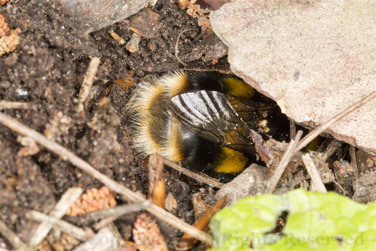 Buff-tailed Bumblebee hiding