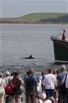 dolphin watching, Chanonry Point