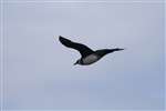 Arctic Skua light phase, South Uist