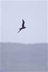 Arctic Skua light phase in flight, South Uist