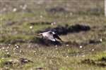 Arctic Skua light phase taking off, South Uist
