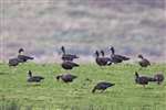White Fronted Geese, Loch Sween