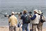 Bottlenose dolphin watching, Chanonry Point
