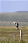 Short-Eared Owl flying, Claddach Kirkibost, North Uist