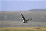 Short-Eared Owl flying, Claddach Kirkibost, North Uist