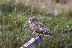 Short-Eared Owl on fence post, Claddach Kirkibost, North Uist