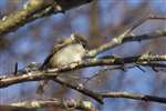 Tree sparrow, RSPB Loch of Strathbeg