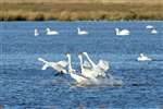 Whooper swans, RSPB Loch of Strathbeg