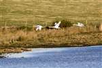 Mute swans, RSPB Loch of Strathbeg