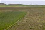 Machair grassland with arable area, Balranald, Hougharry
