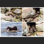 4 greeting cards - otters - landscape