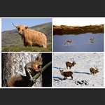 4 greetings cards - highland animals - landscape