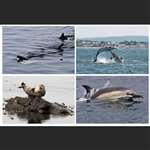 4 greetings cards - marine animals