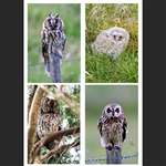4 greetings cards - Owls
