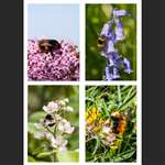 4 greetings cards - Bumblebees