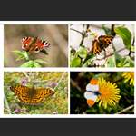 4 greetings cards - Butterflies - Landscape