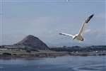 Gannet in flight with North Berwick Law