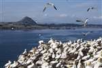 Gannets in flight with North Berwick Law