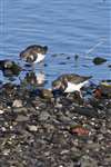 Turnstone, Doonfoot, Firth of Clyde