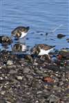 Turnstone, Doonfoot, Firth of Clyde