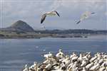Gannets in flight with North Berwick Law
