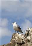 Herring Gull, Bass Rock