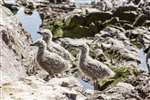 Herring Gull chicks, Bass Rock