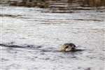 Common seal, Montrose Basin 