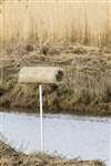 Mallard nest box, Montrose Basin