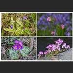 Butterwort, Fairy foxglove, Red Campion, Scottish primrose 