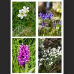 Common bluebell, Mossy saxifrage, Northern Marsh Orchid, Snowdrop    
