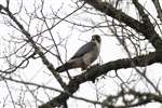 Peregrine Falcon, Scone 