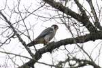 Peregrine Falcon, Scone 