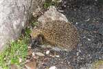 Hedgehog, Millport