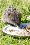 Baby Hedgehog, Great Cumbrae