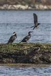 Cormorants and Hooded crows, Port Appin
