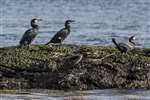 Cormorants and Hooded crow, Port Appin