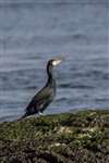 Colour-ringed Cormorant, Port Appin
