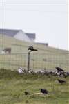 Group of Ravens on croft land at Caolas Phaibeil, North Uist