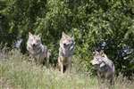 wolf pack