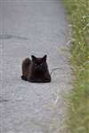 black cat on road, Balranald nature reserve, North Uist