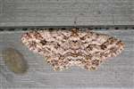 Engrailed moth, Flanders Moss