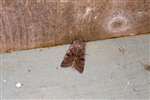 Clouded Drab moth, Flanders Moss