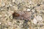 Red Chestnut moth, Flanders Moss