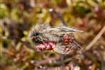 Male Rannoch Brindled Beauty moth
